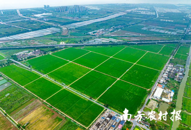 珠海市金湾区平沙镇打造“万亩方”耕地集中整治示范区 珠海市金湾区平沙镇打造“万亩方”耕地集中整治示范区